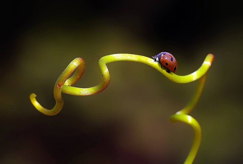 my macros фото превью