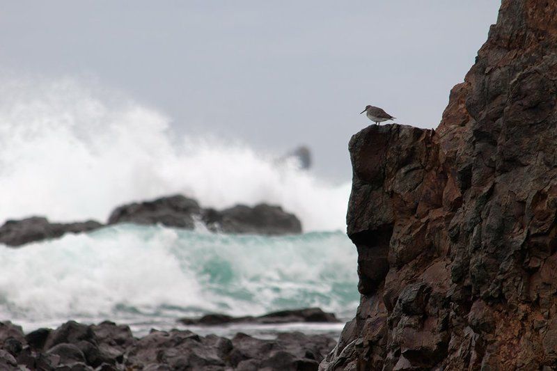 Наблюдатель фото превью