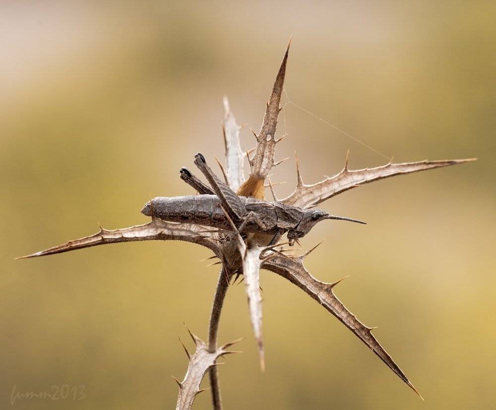 , Игорь ФУММ