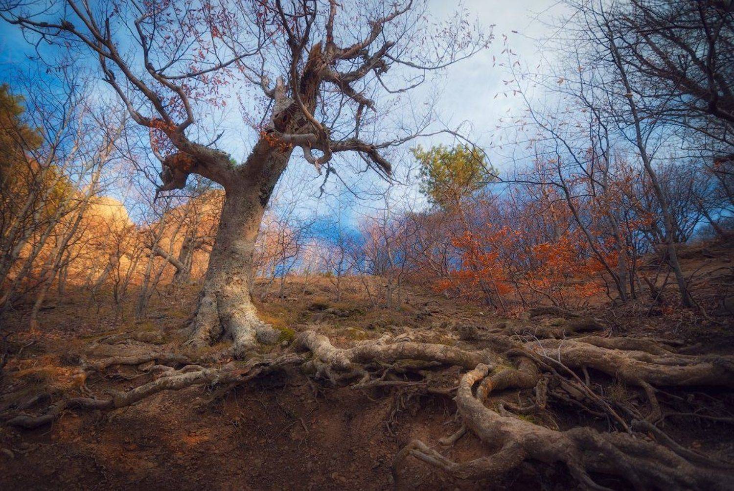 крым, демерджи, Сорокин Олег