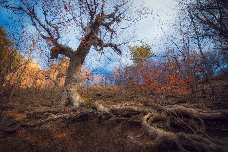 крым, демерджи Таинственный лес Демерджи фото превью