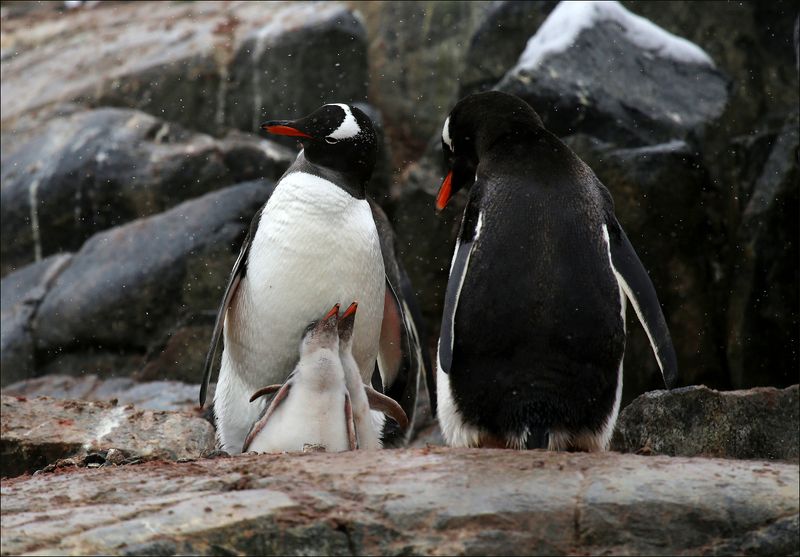 антарктика, пингвины, antarctic, penguin Семейка фото превью