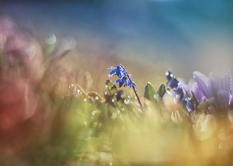 весна цветы пролески красота природа Пролески фото превью