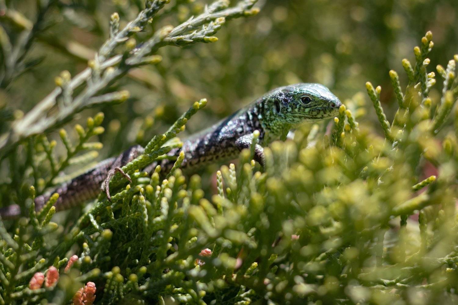 , Алексей Кремнёв