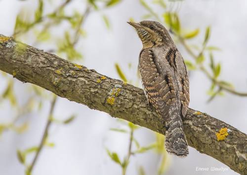 Eurasian_wryneck