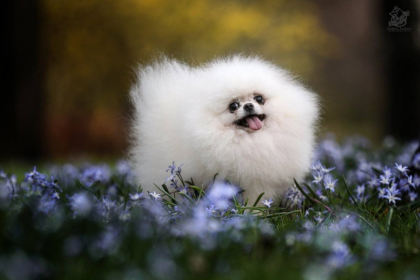 , Андрей Ершов