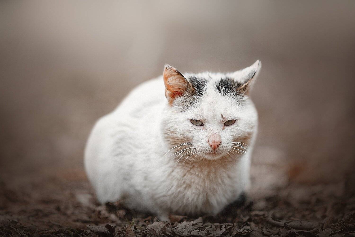 , Ксения Лысенкова