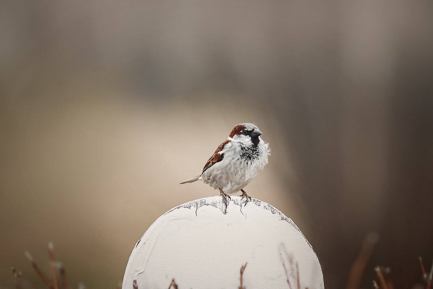 , Ксения Лысенкова