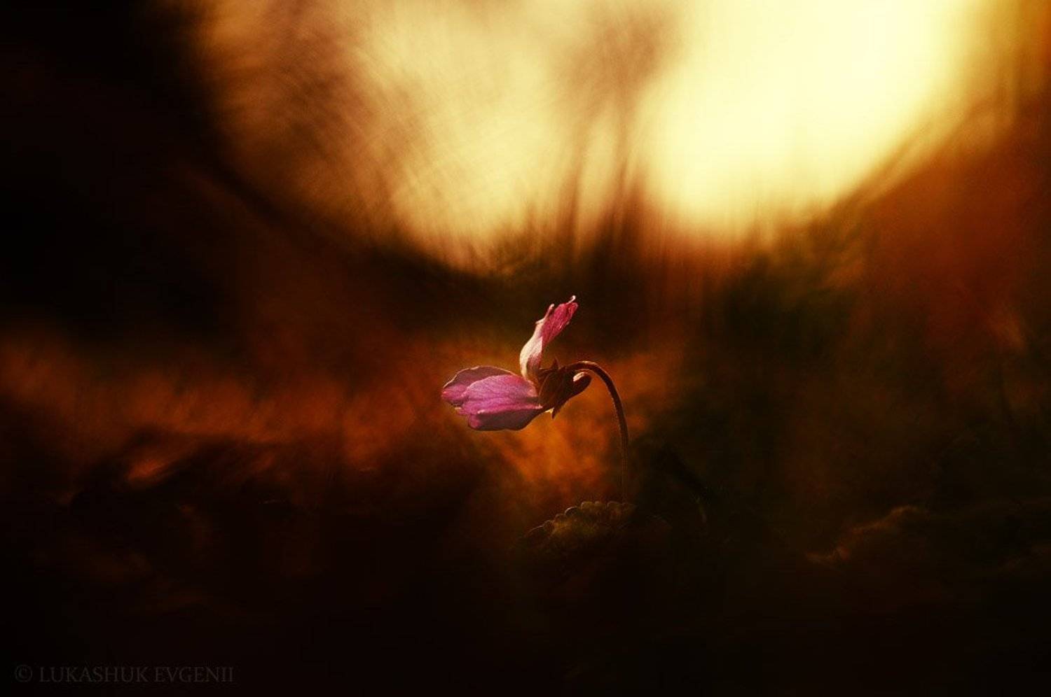 , Евгений Лукашук