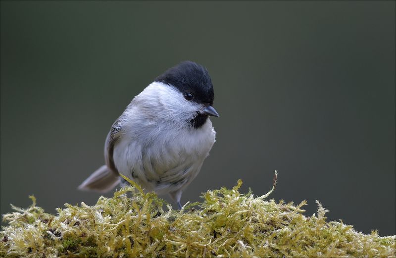 гаичка Гаичка фото превью
