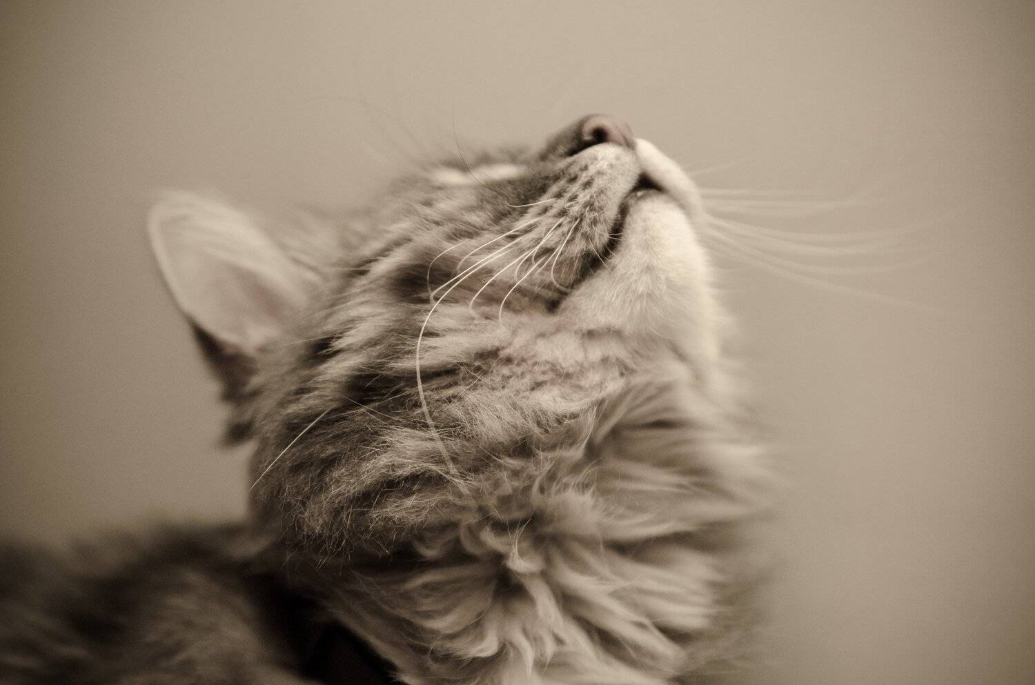 cat, animal, sepia,  Mykhailo