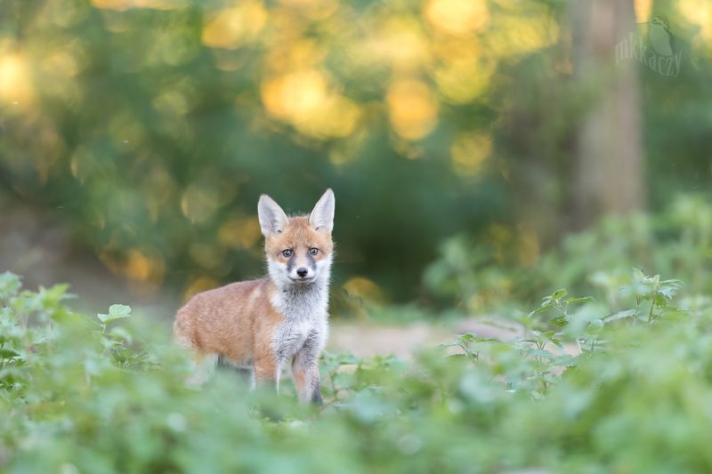 Fox cub фото превью