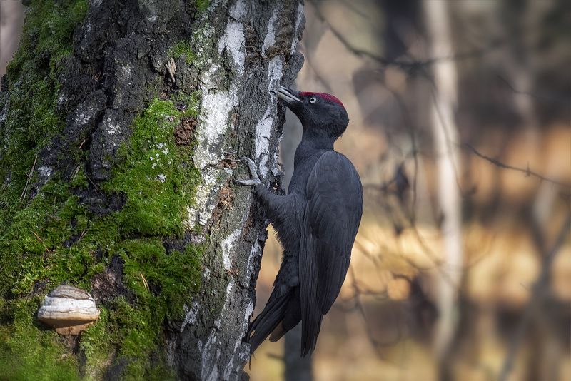 птица, дятел, желна, желна.. фото превью