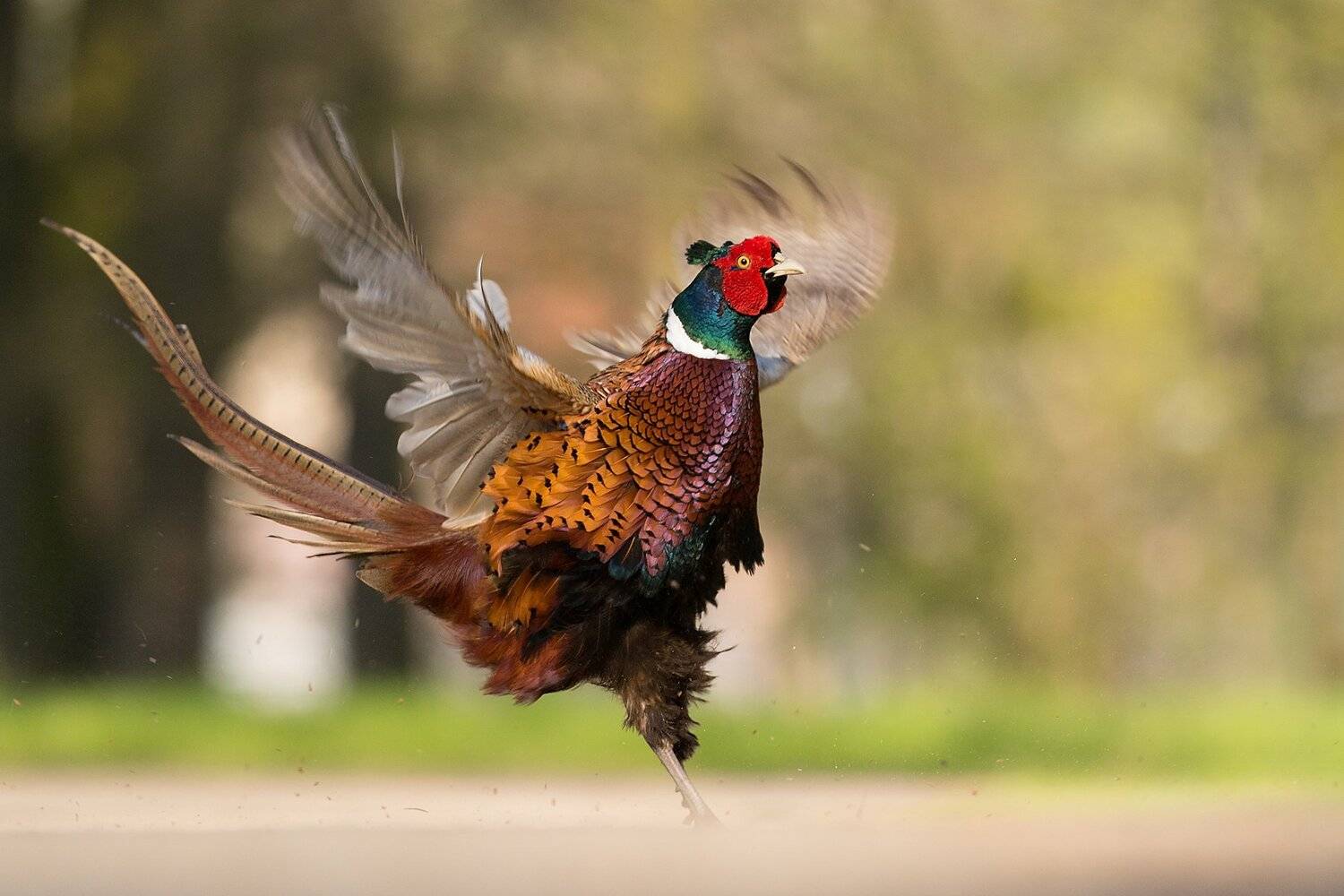 , Robert Adamec