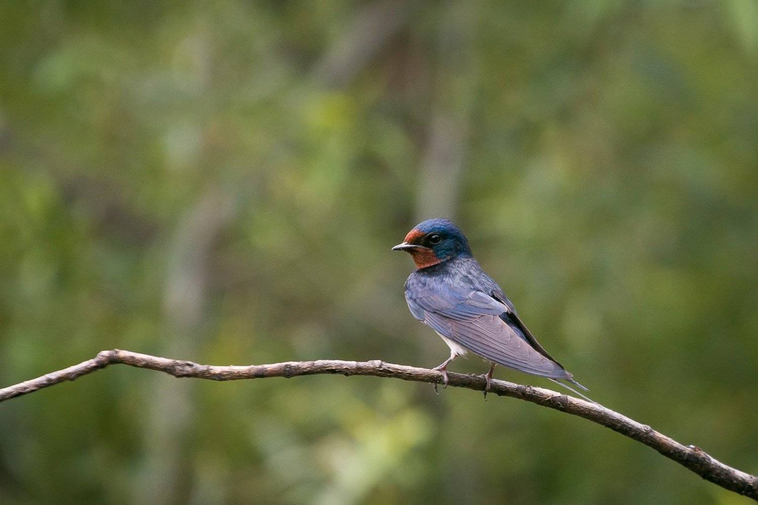 деревенская ласточка, птицы, лето, birds, wildlife, barn swallow, Алексей Юденков