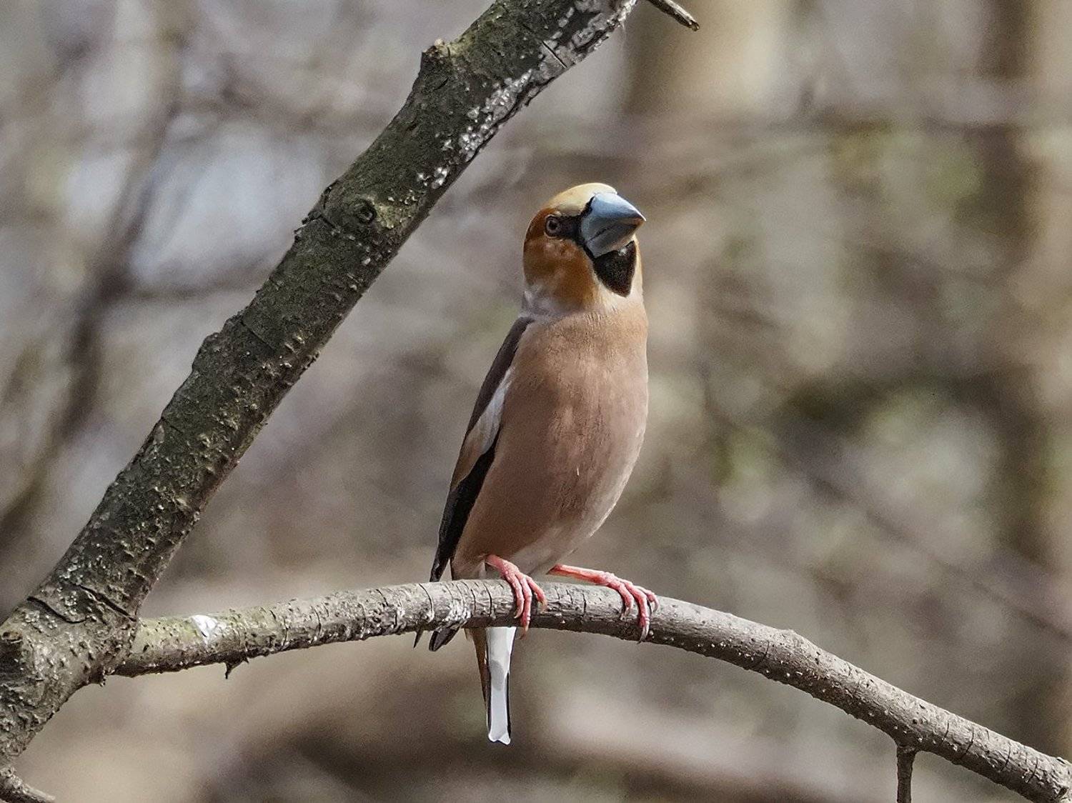 , Сергей Духанин