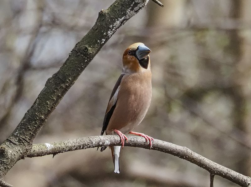 меланхоличный дубонос фото превью