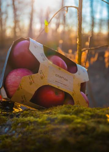 Вкус рассветного солнца