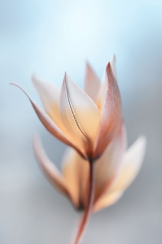 Tulips фото превью