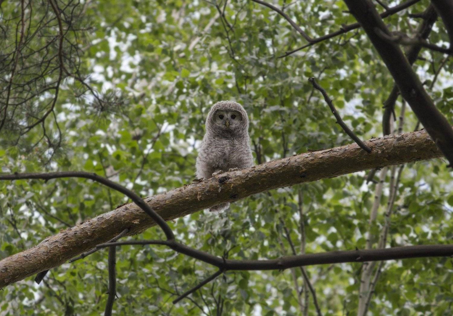 совёнок, длиннохвостая неясыть, неясыть, Денис Воронов