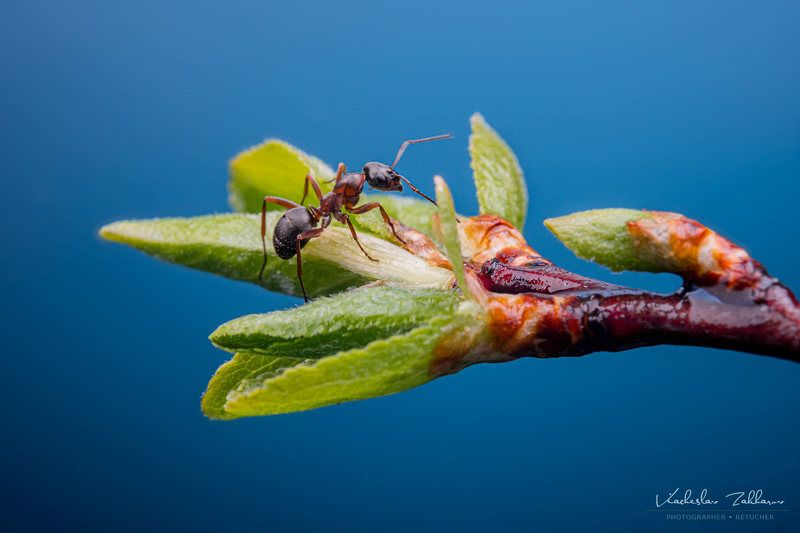 Ant фото превью