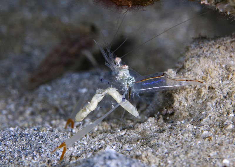 подводное фото подводный мир хургада египет жогло zhoglo красное море Обед фото превью