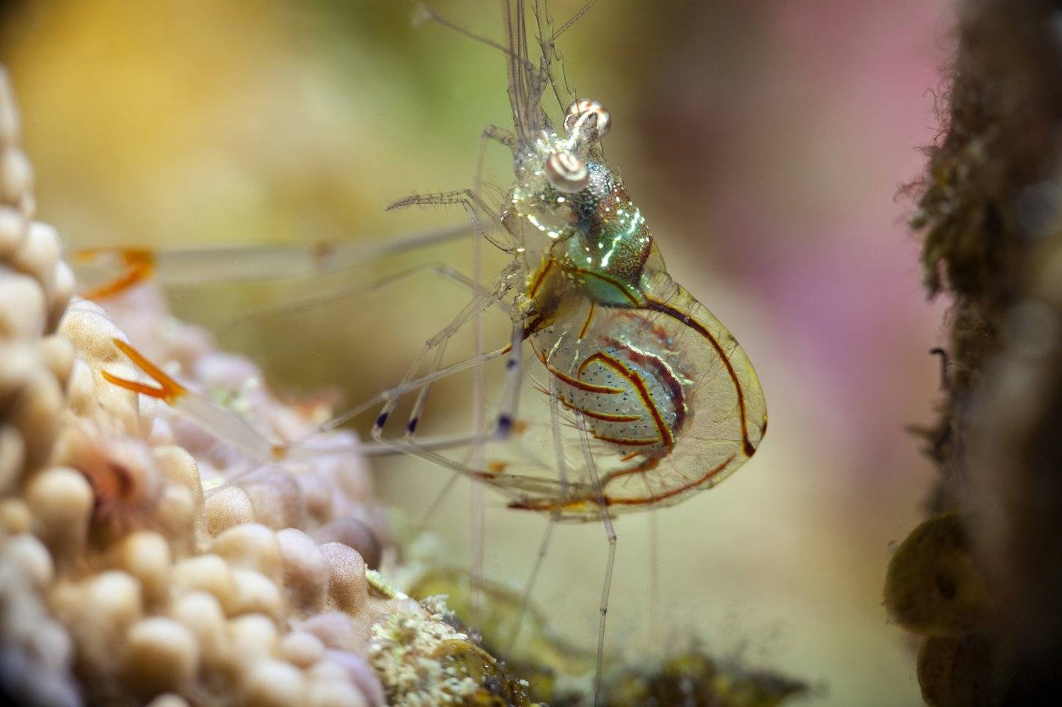 подводное фото подводный мир хургада египет жогло zhoglo красное море, Юрий Перевозников