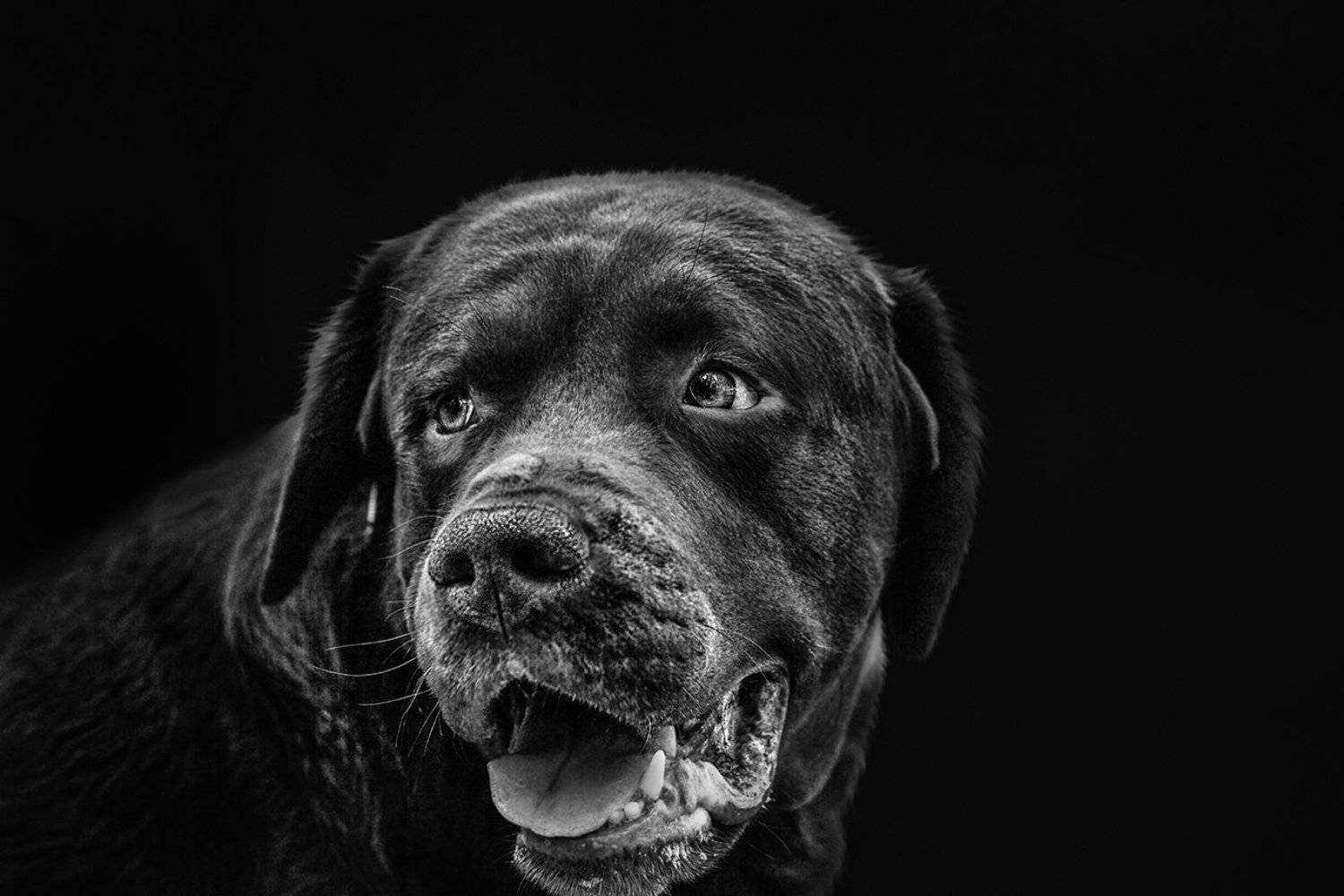 чб фото, собаки, Vera Trandina