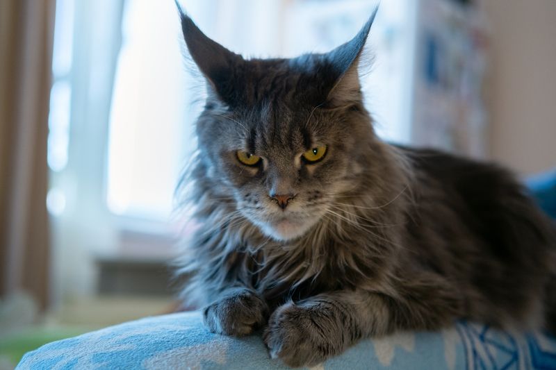 кошка, портрет Опять фотографироваться? фото превью