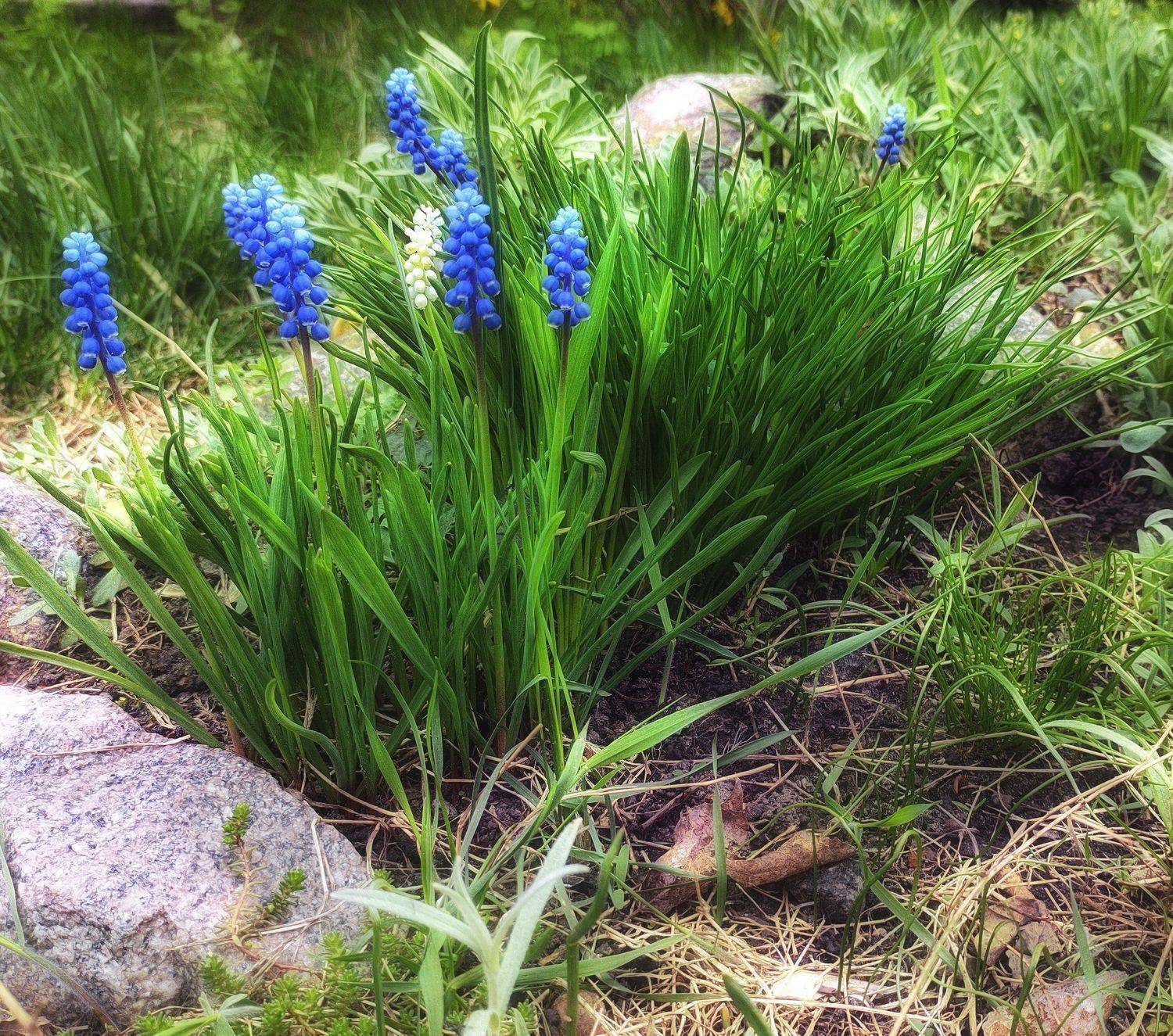 ,  Александр