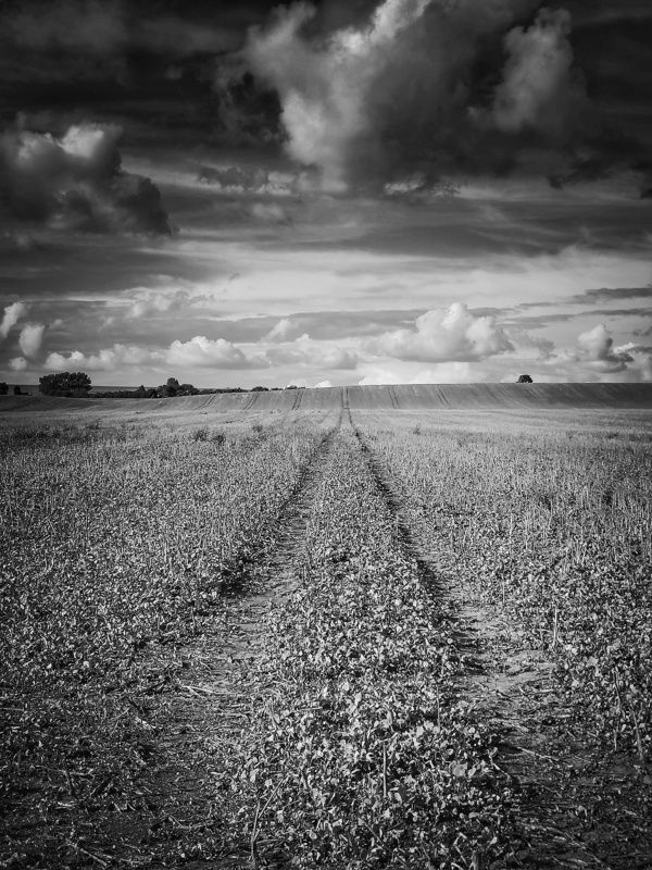 In the field фото превью