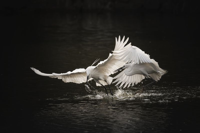 heron, birds, egret, nature, animal, wildlife Herons and fish фото превью
