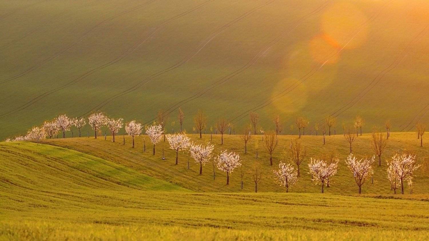 south moravia, Franti&scaron;ek Uhler