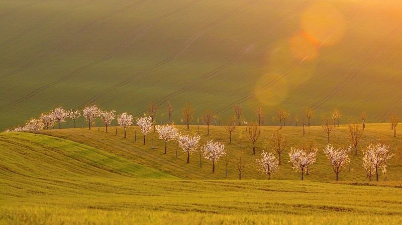 south moravia Piggy bank in apricot set фото превью