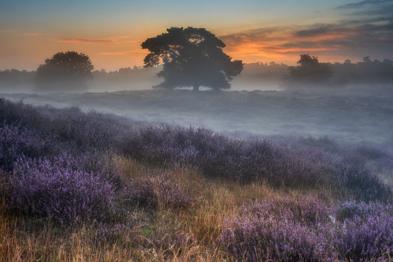 LATE SUMMER фото превью