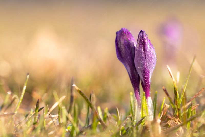 Весенее настроение фото превью