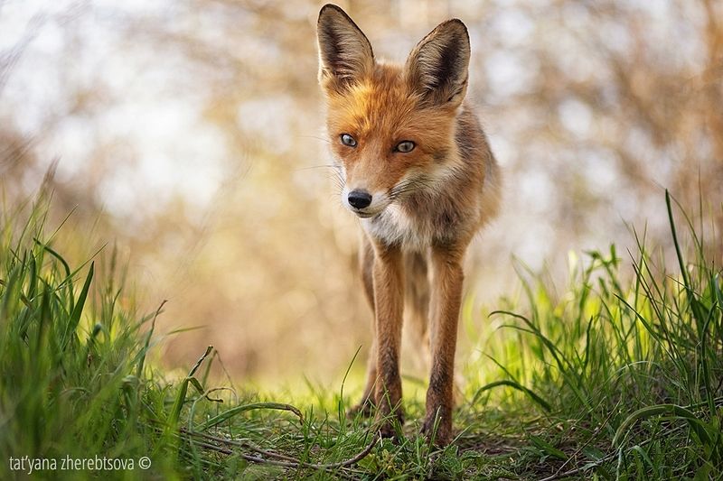 fox, my-mriya, mymriya, wildlife, Ляська на посту. фото превью