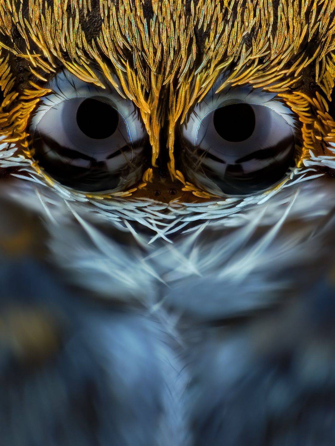 irass, waledzik, nat geo, olympus, close up, macro, extreme macro, макро, Ireneusz Irass Walędzik