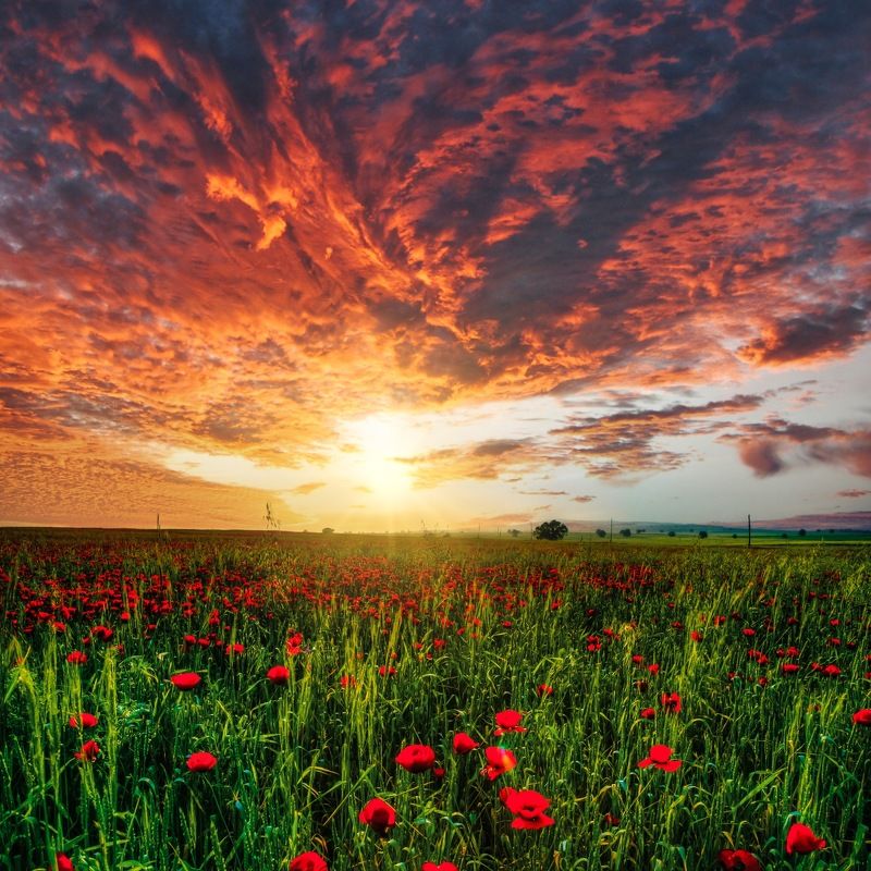 Цвета Весны фото превью