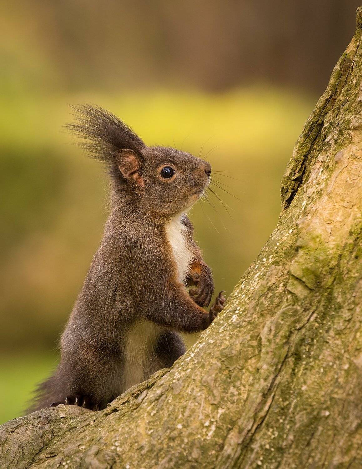 , Robert Adamec