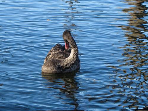 BLACK swans in the blue pond water - a bird, animals in the wild