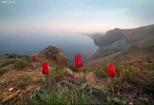Дикие тюльпаны Крыма