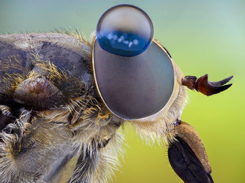 Tabanus sudeticus. фото превью