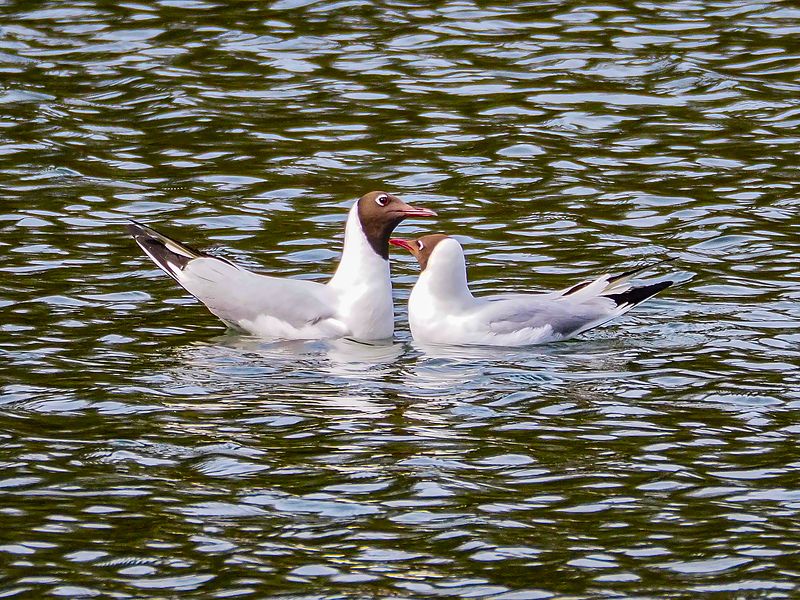 озерная идиллия фото превью