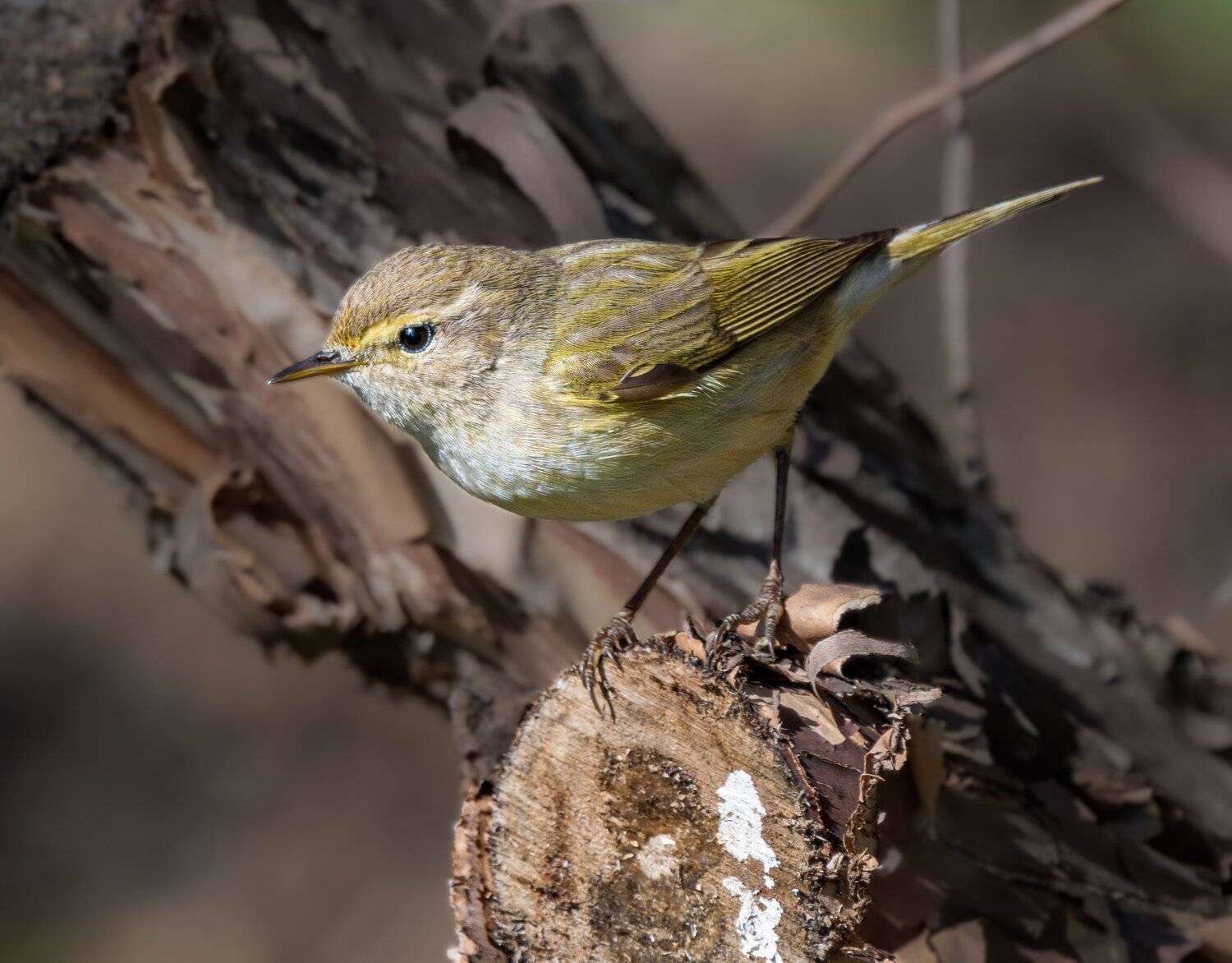 , Курлянцев Алексей