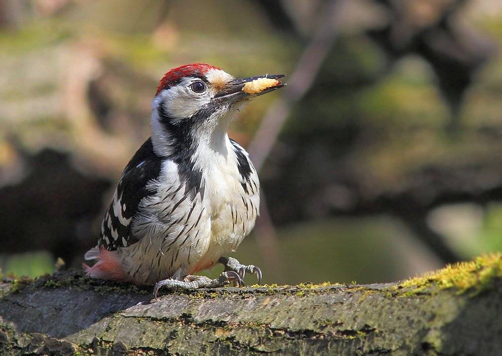 , Михаил Крюков