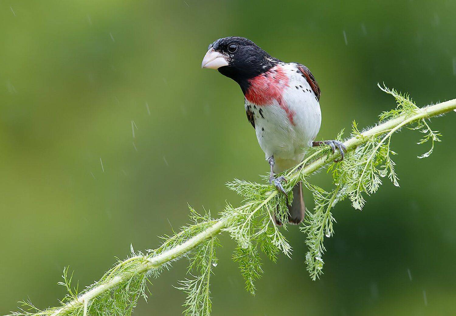 красногрудый дубоносовый кардинал, rose-breasted grosbeak, grosbeak,  весна, Elizabeth Etkind