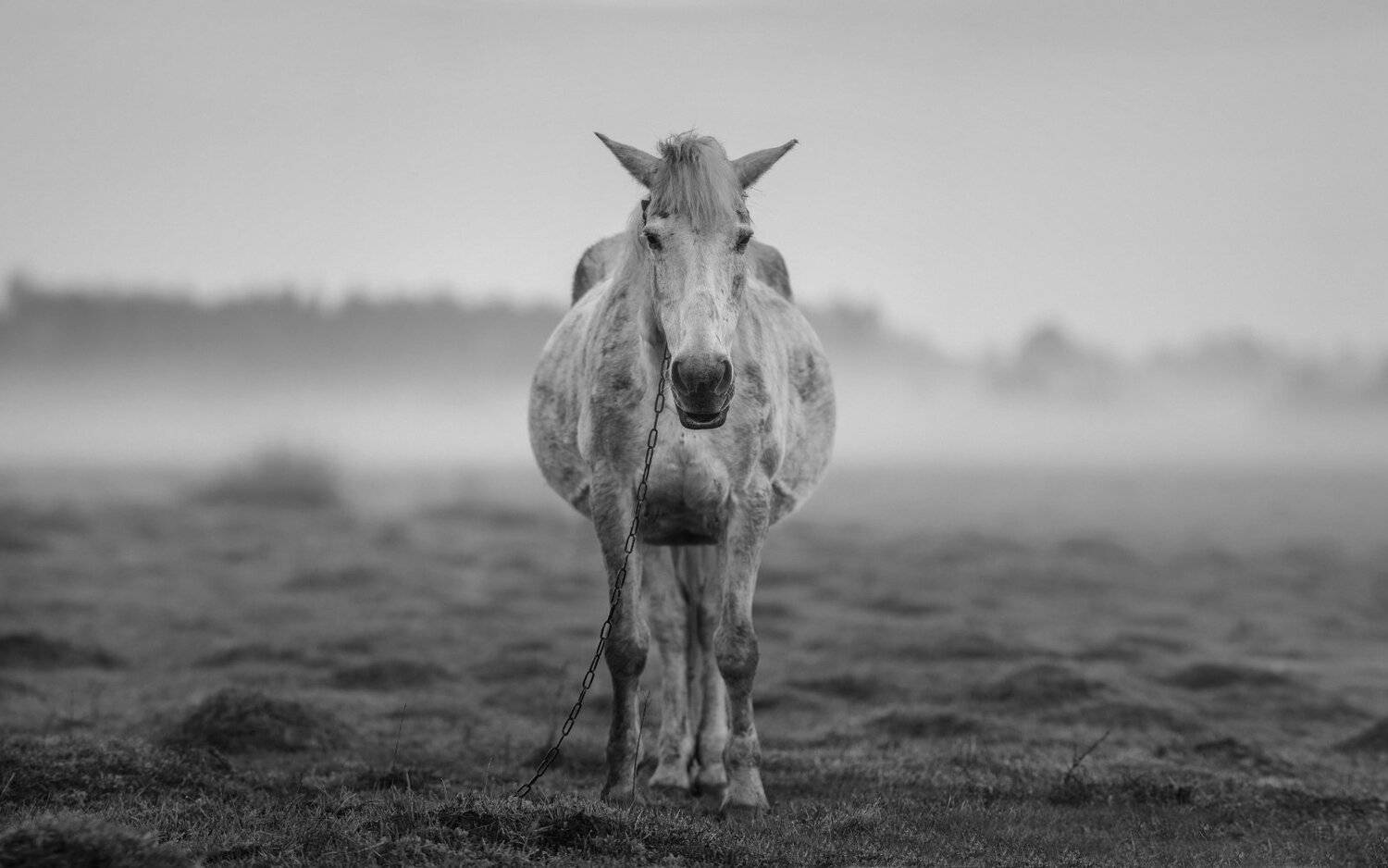 , Никитин Николай