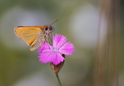 Толстоголовка