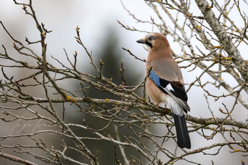 Garrulus glandarius фото превью